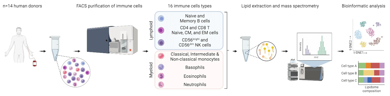 Human Immune Cell processing
